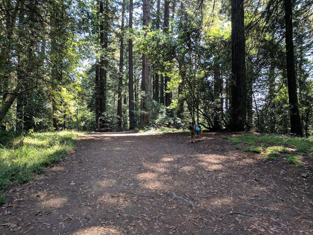 Redwood Bowl Staging Area | Fern Ravine Trail, Oakland, CA 94611, USA | Phone: (888) 327-2757