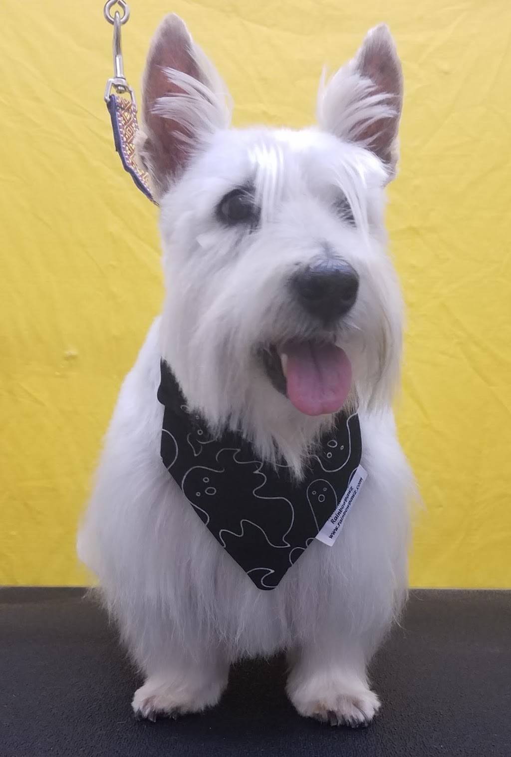 Dog Grooming Shop | 2430 N Davis Dr #107, Arlington, TX 76012 | Phone: (817) 459-4343