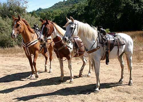 Triple Creek Horse Outfit | 2400 London Ranch Rd, Glen Ellen, CA 95442, USA | Phone: (707) 887-8700