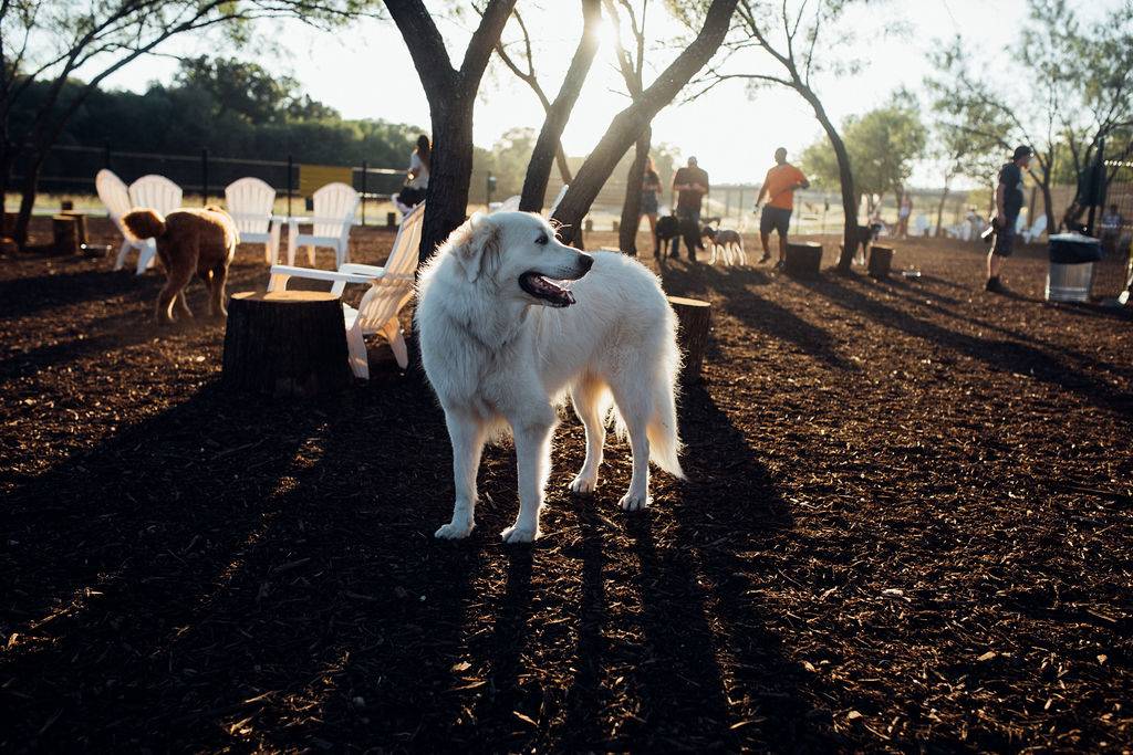 MUTTS Canine Cantina | 5317 Clearfork Main St, Fort Worth, TX 76109, USA | Phone: (817) 377-0151