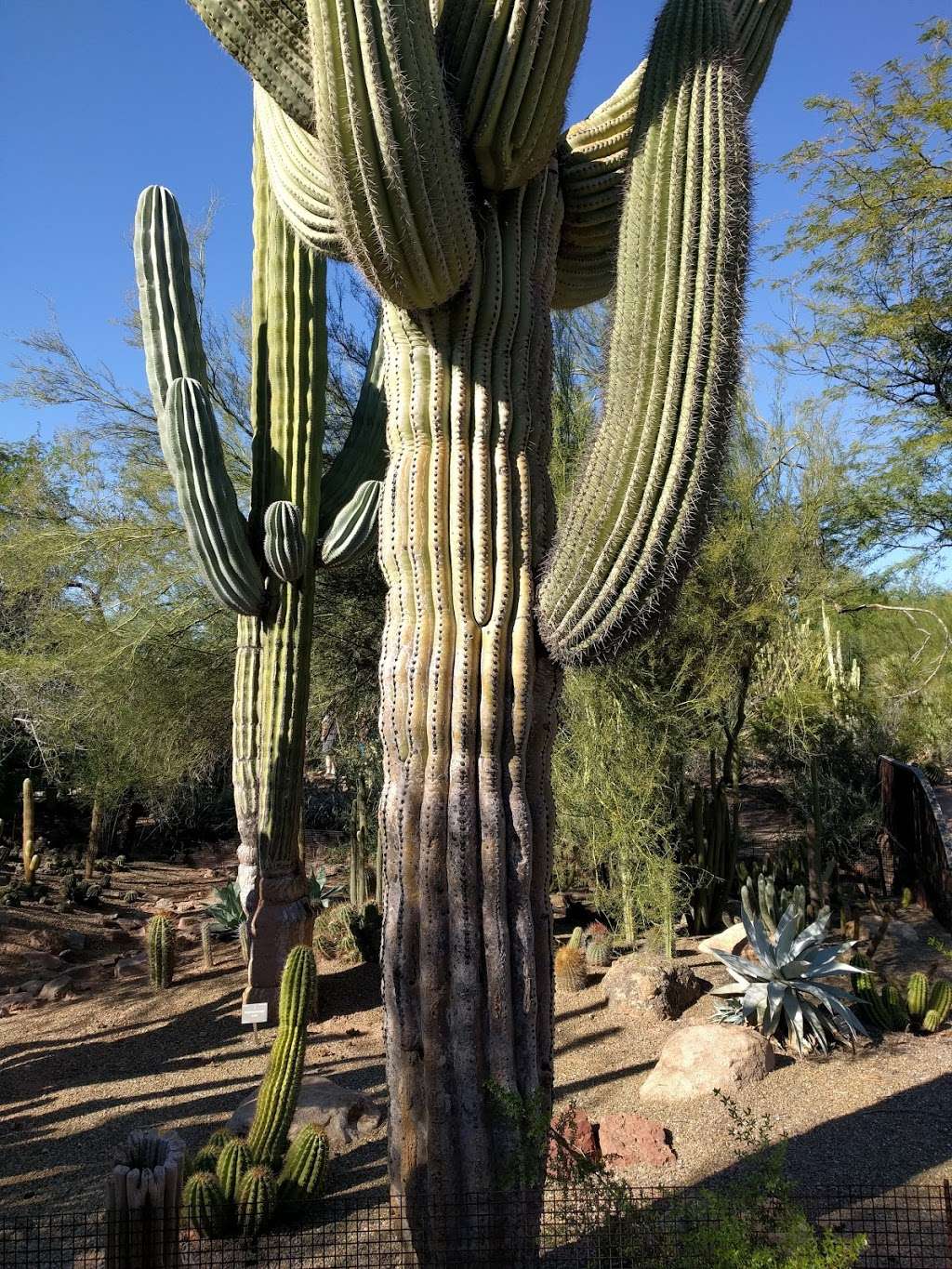 Desert Botanical Garden | Phoenix, AZ 85008, USA