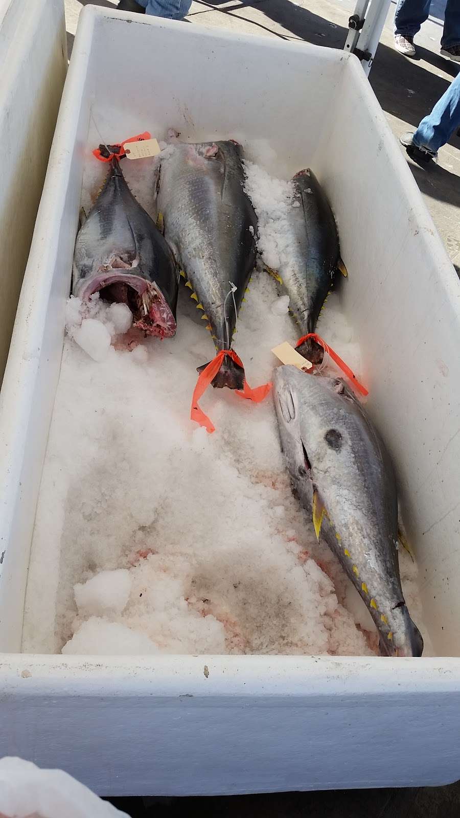 Ventura Harbor Fresh Fish Market | 1449 Spinnaker Dr Suite F, Ventura, CA 93001, USA | Phone: (206) 391-9054