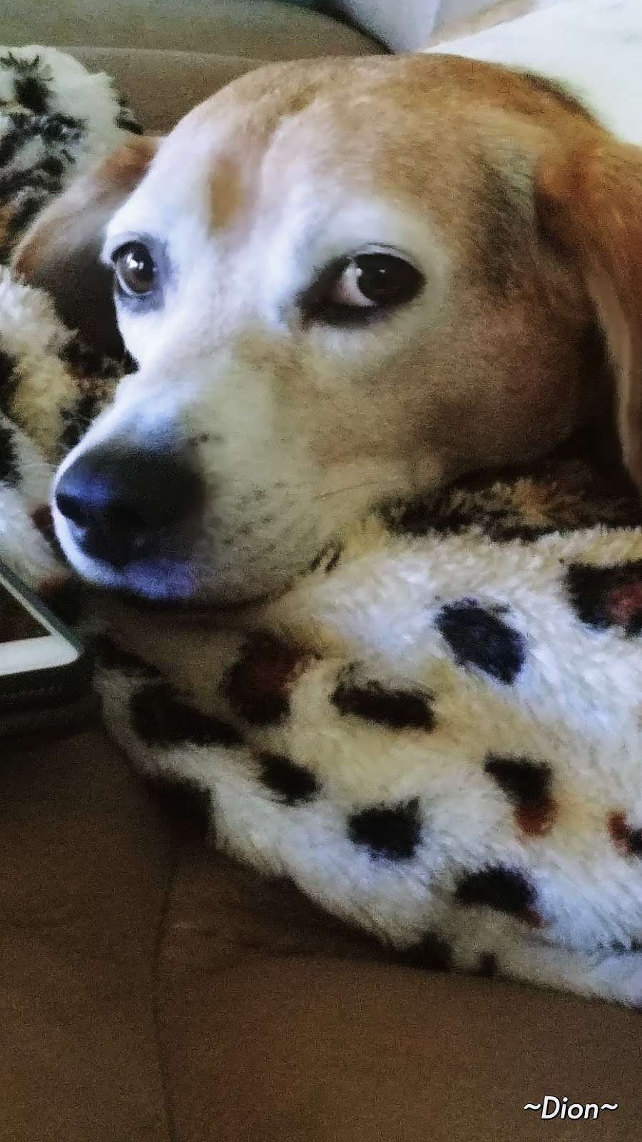 Brazos Woods Veterinary Clinic | 1406 FM 2004, Lake Jackson, TX 77566, USA | Phone: (979) 265-4594