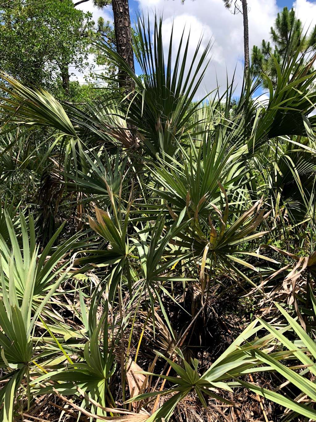 Saw Palmetto Natural Area | 7097 NW 71st St, Coconut Creek, FL 33073, USA | Phone: (954) 357-5100