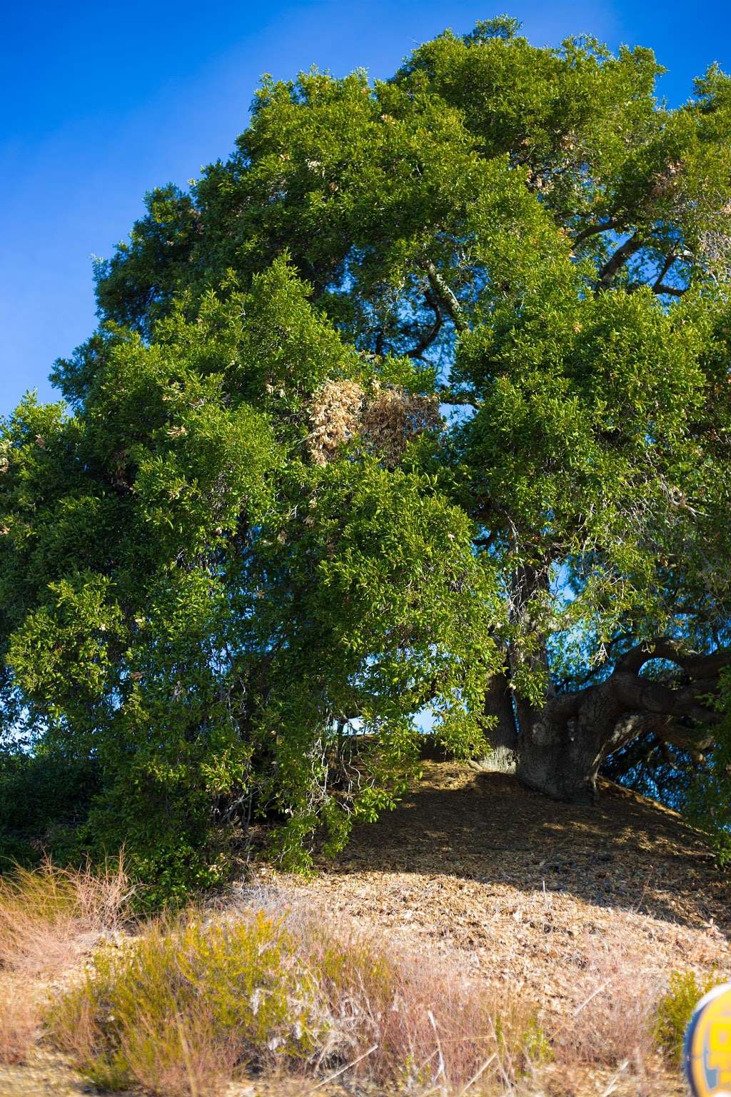 Upper Canyonback Trailhead | 17024 Mulholland Dr, Encino, CA 91436 | Phone: (310) 480-8617