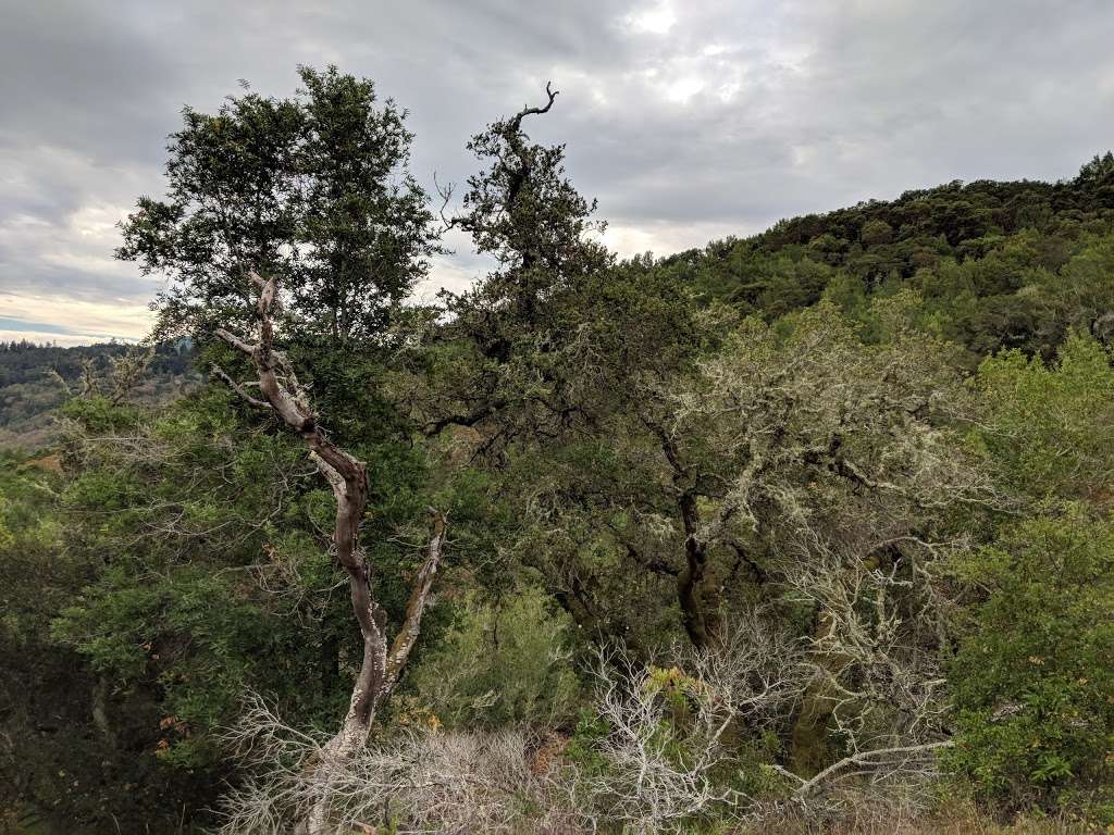 Whites Hill Open Space Preserve | Sir Francis Drake Blvd, Fairfax, CA 94930