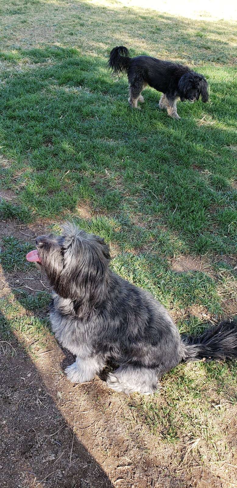 Clark County Dog Park - Desert Breeze Park | 8275 Spring Mountain Rd, Las Vegas, NV 89147, USA | Phone: (702) 455-8200