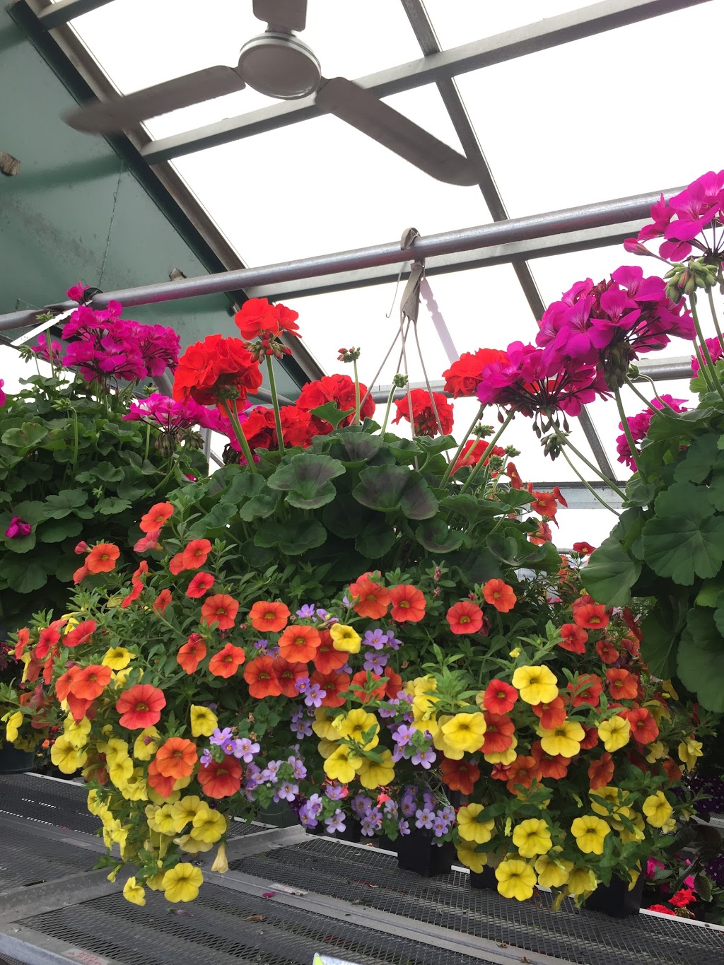 Batzlers Garden Center | 8762 N Granville Rd, Milwaukee, WI 53224, USA | Phone: (414) 354-9749