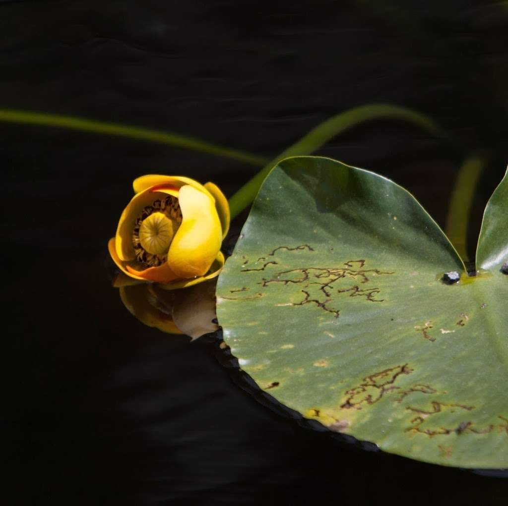 AAA Chinese Medicine 六和堂經典中醫診所 | 650 Mowry Ave, Fremont, CA 94536, USA | Phone: (510) 999-2678