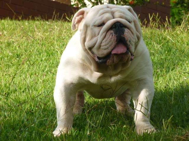 Master Bulldogs | 1204 E Maple Ave, Sterling, VA 20164, USA | Phone: (571) 331-5191