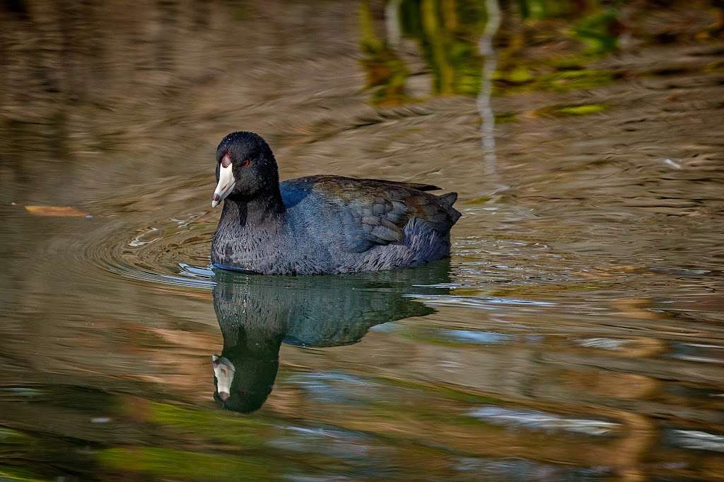 Los Capitancillos Ponds | Guadalupe Creek Trail, San Jose, CA 95118, USA