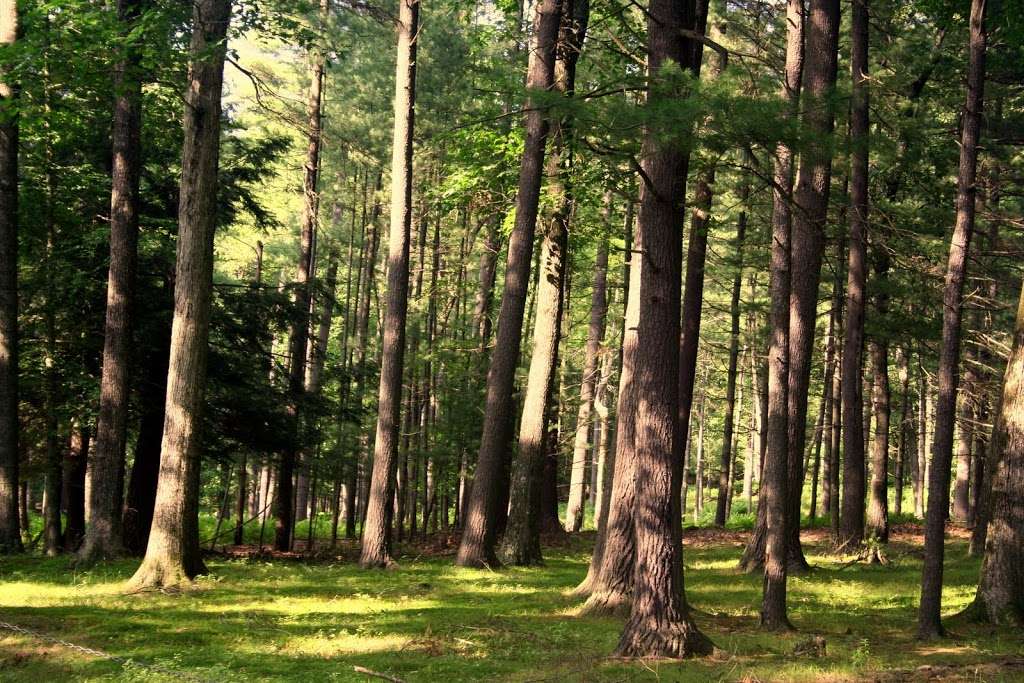 Lakeside Country Cottages & Boat Slip Rentals | 270 PA-507, Tafton, PA 18464, USA | Phone: (570) 226-8907