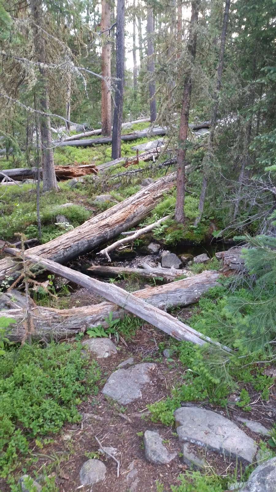 Grouseberry Campsite | Grand Lake, CO 80447, USA