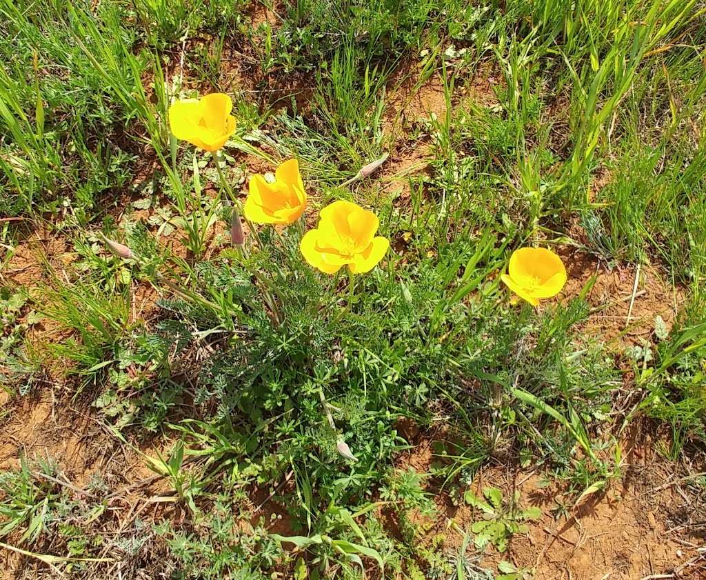 Santa Rosa Plateau Ecological Preserve | 39400 Clinton Keith Rd, Murrieta, CA 92562, USA | Phone: (951) 677-6951