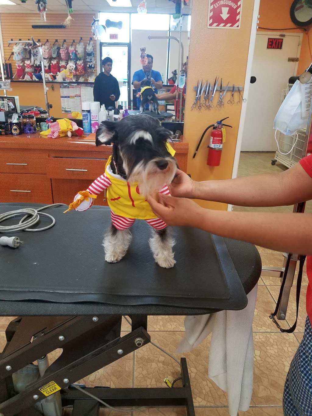 Its a Doodle Pet Grooming | 5542 South St, Lakewood, CA 90713, USA | Phone: (562) 925-0500