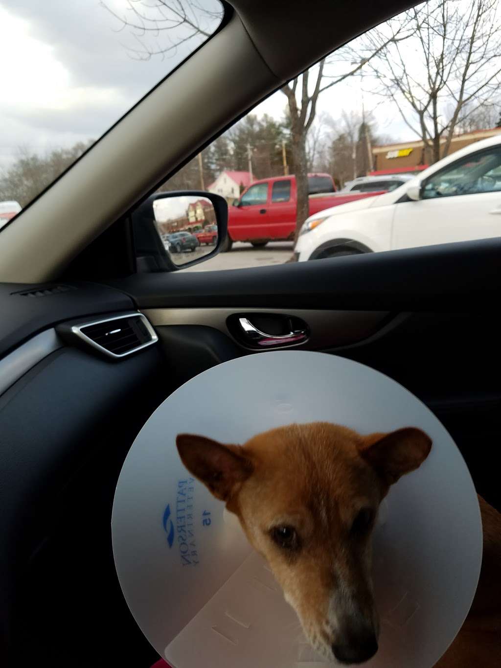 Arlington Heights Veterinary Hospital - South | 4019 S Old State Rd 37, Bloomington, IN 47401, USA | Phone: (812) 822-3774