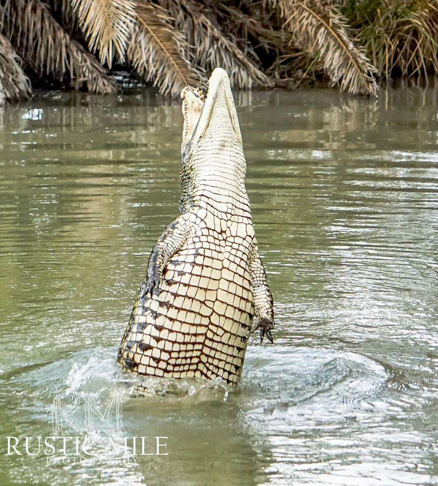 Crocodile Encounter | 23231 County Rd 48, Angleton, TX 77515, USA | Phone: (281) 595-2232