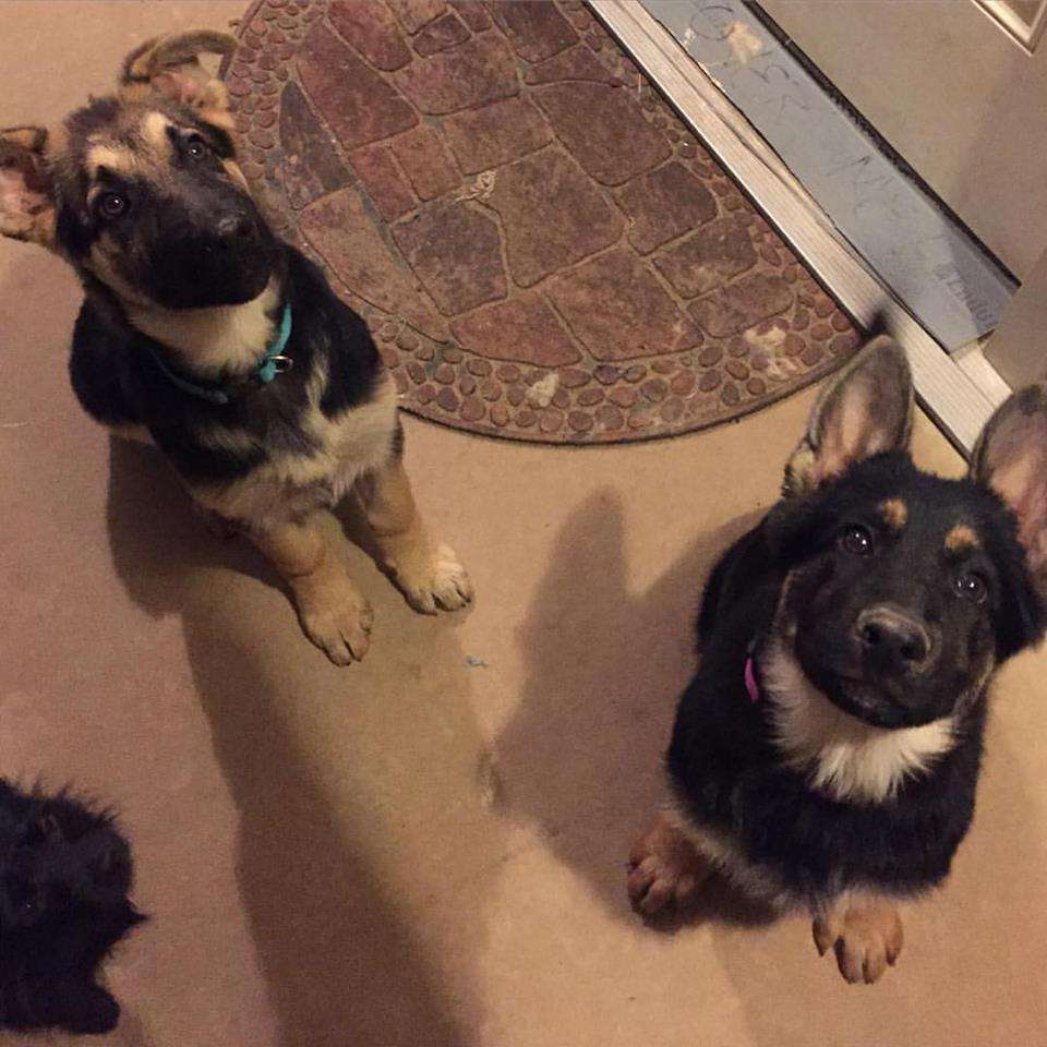 East Plano Murphy Pet Hospital | 627 FM 544, Murphy, TX 75094, USA | Phone: (972) 516-0717 East Plano Murphy Pet Hospital | 627 FM 544, Murphy, TX 75094, USA | Phone: (972) 516-0717