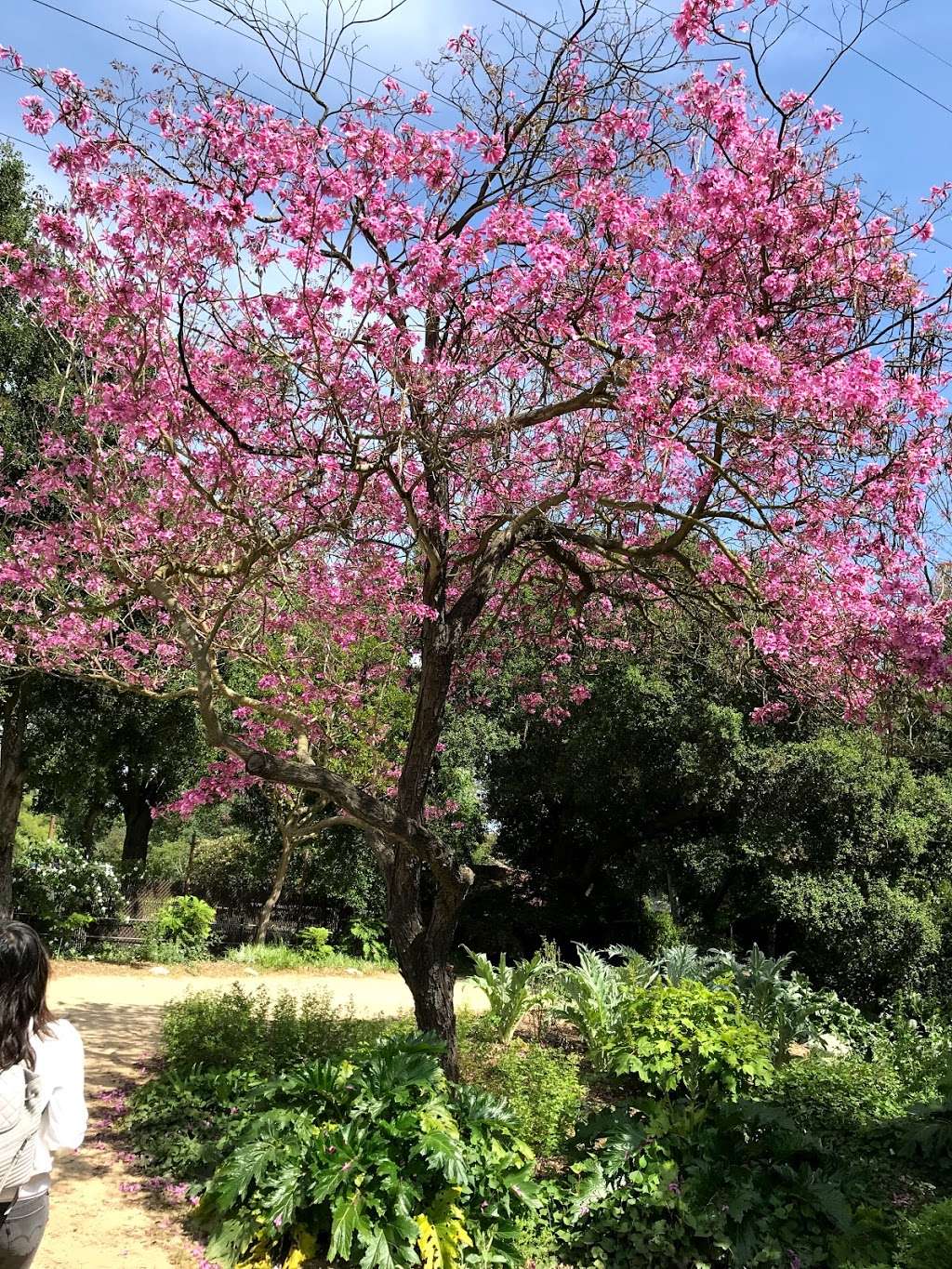 Japanese Garden | La Cañada Flintridge, CA 91011, USA | Phone: (818) 949-4200