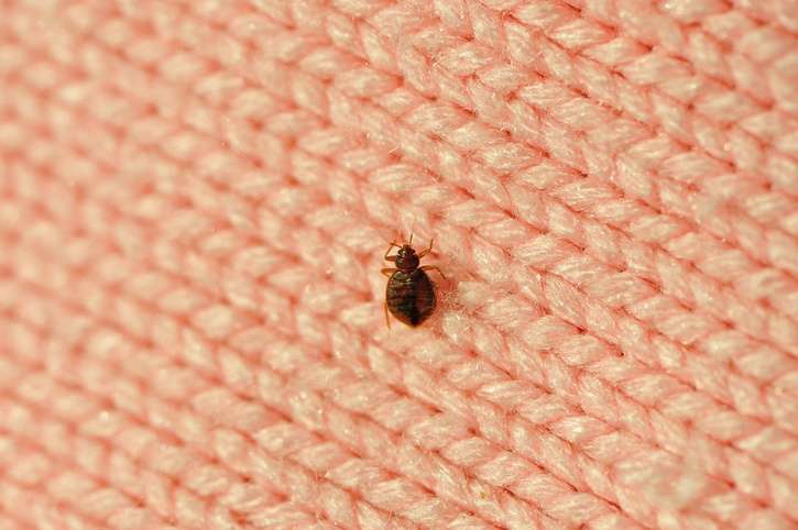 Brooklyns Bed Bug Exterminators | 1575 Flatbush Ave, Brooklyn, NY 11210, USA | Phone: (718) 928-9536