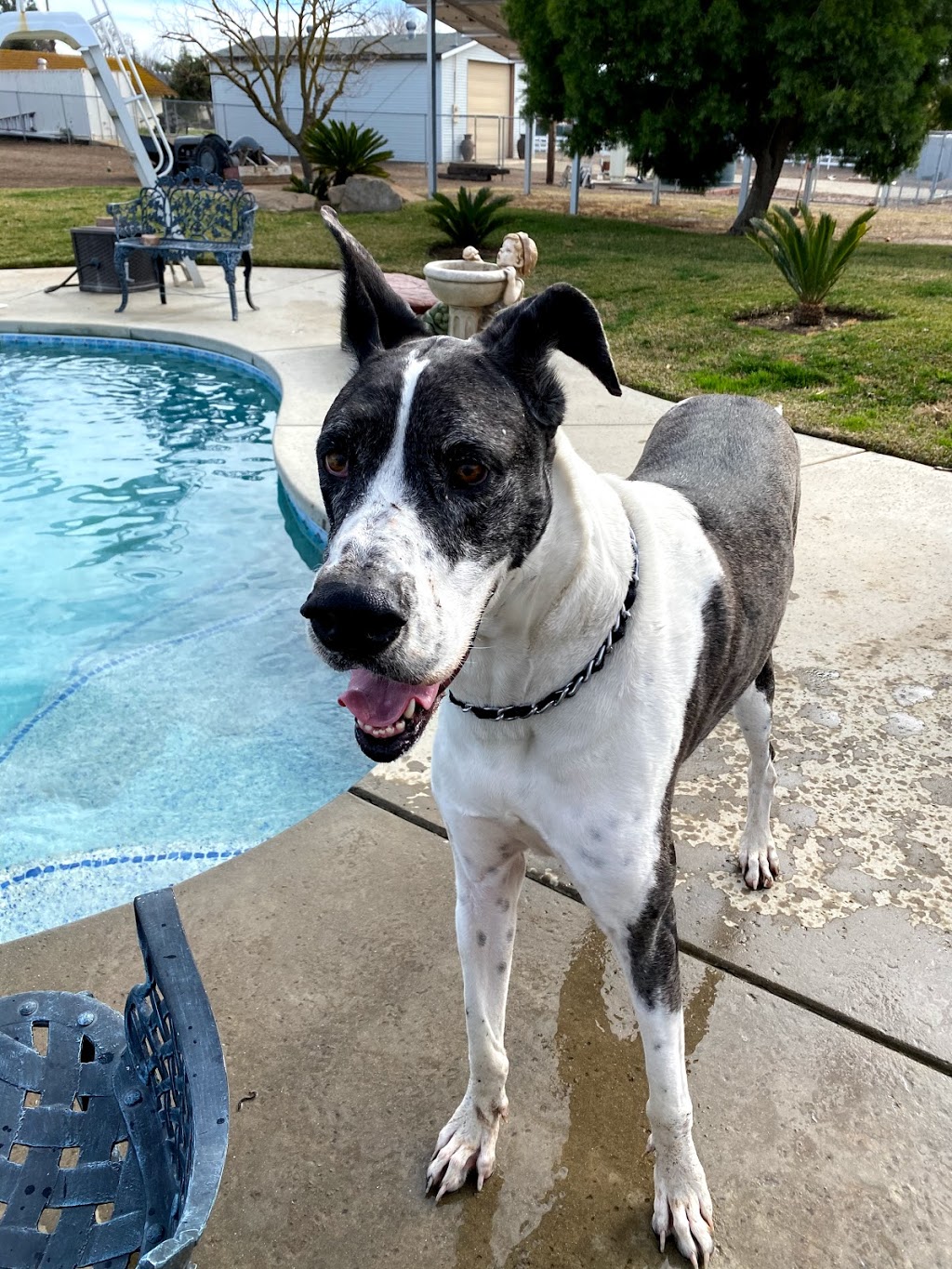 The Poop Fairies | 14943 Brookhill Rd, Madera, CA 93636, USA | Phone: (559) 468-7667