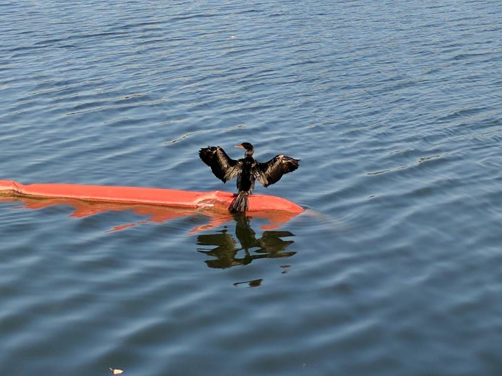 International Shores at Lady Bird Lake Metropolitan Park | 1800 S Lakeshore Blvd, Austin, TX 78741, USA | Phone: (512) 974-6700