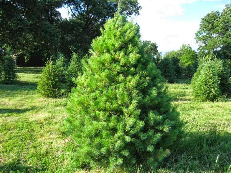 Ziegler Christmas Tree Farm | 42 W109, Elgin, IL 60124, USA | Phone: (847) 464-5776