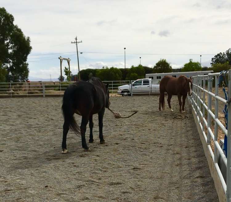 Giant Steps Therapeutic Equestrian Center | 7600 Lakeville Hwy, Petaluma, CA 94954 | Phone: (707) 769-8900