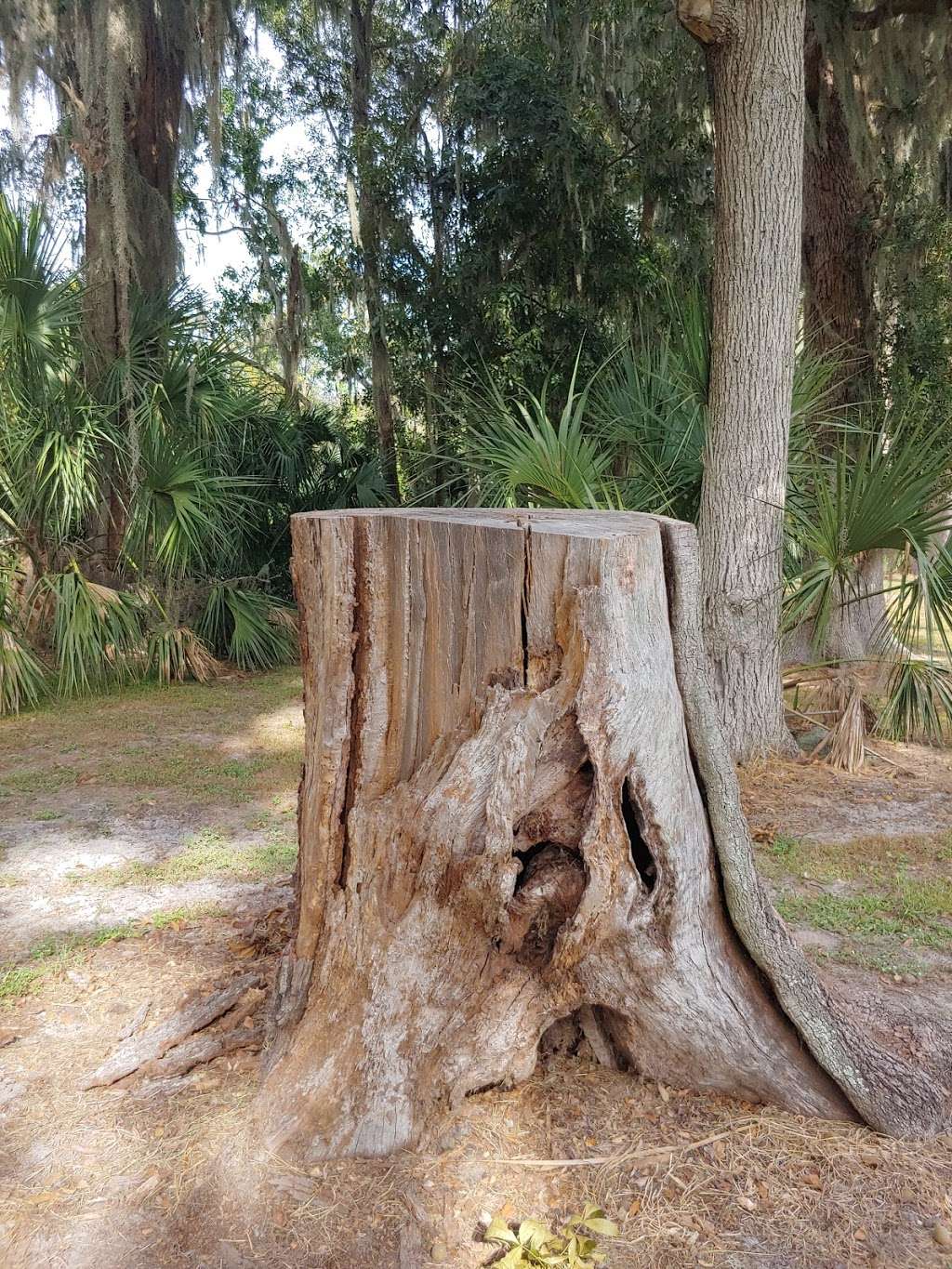 Florida Fish Guide/ Nature Tours | Magnolia Park Boat Ramp, Apopka, FL 32703 | Phone: (321) 363-6550