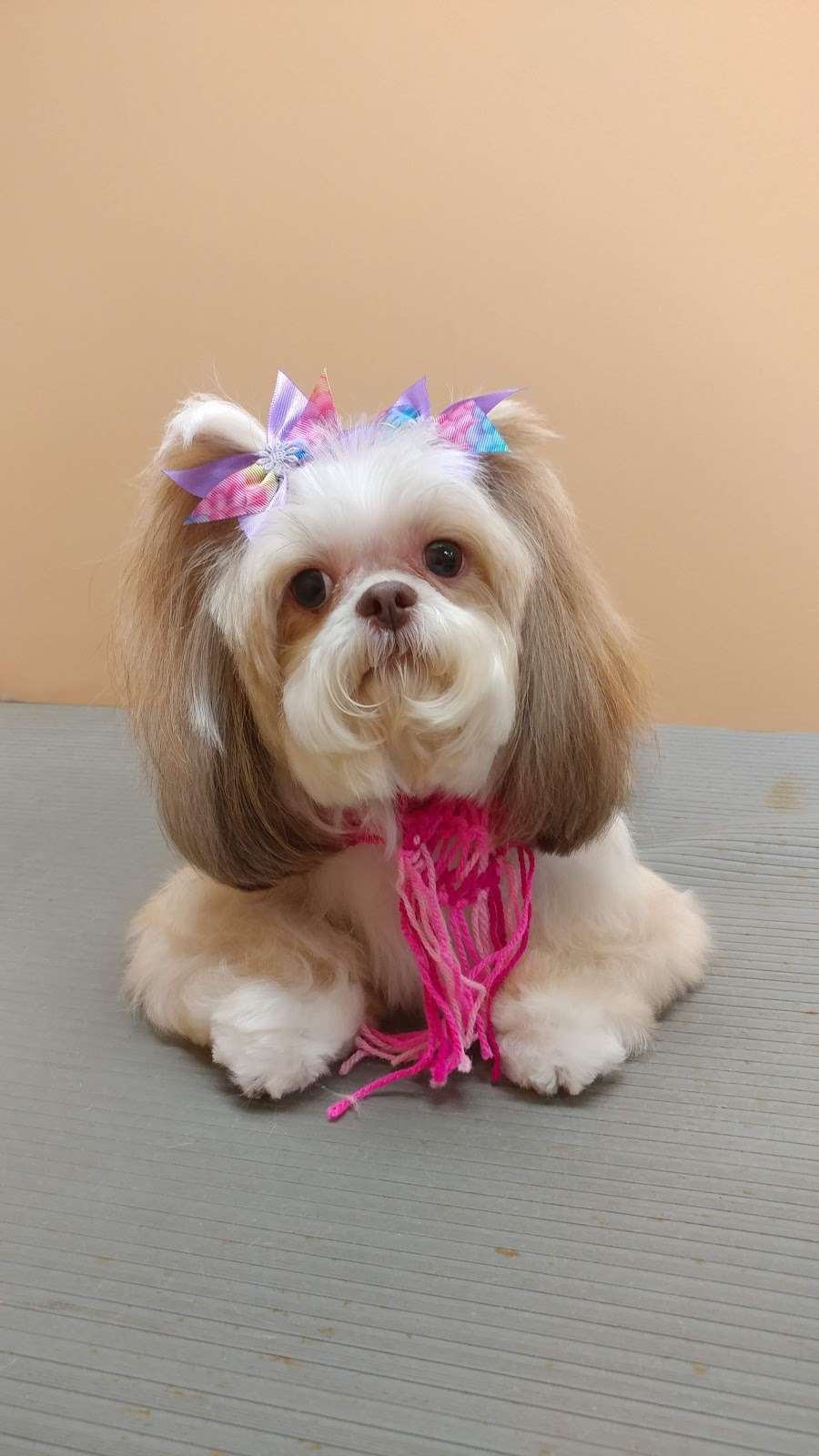 Doggie Spa | 105 South St, Newark, NJ 07114, USA | Phone: (973) 491-2600