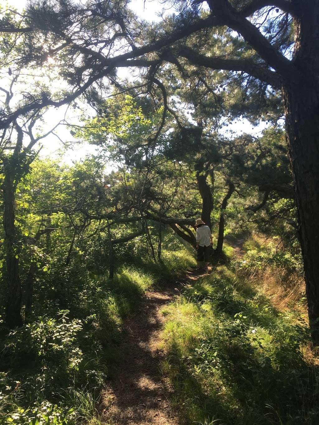 Pines Trail | Parker River National Wildlife Refuge, Rowley, MA 01969, USA | Phone: (978) 465-5753