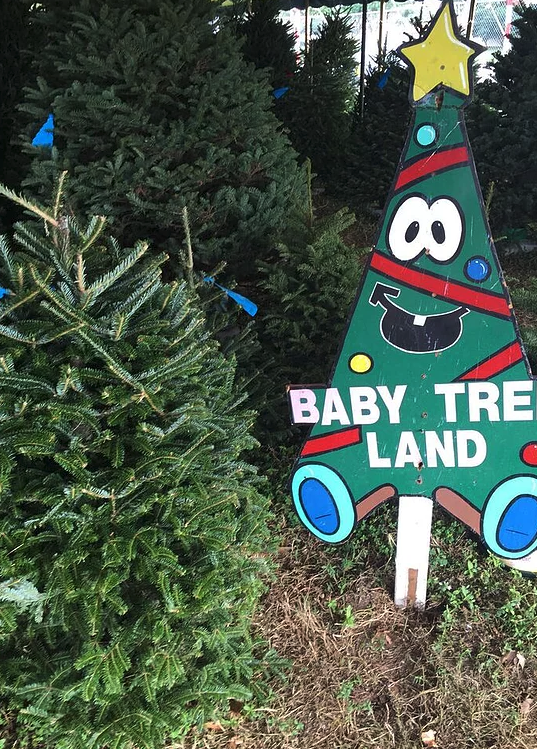 Tree Towne Christmas Trees | 181 S Military Trail, West Palm Beach, FL 33415 | Phone: (561) 370-9126