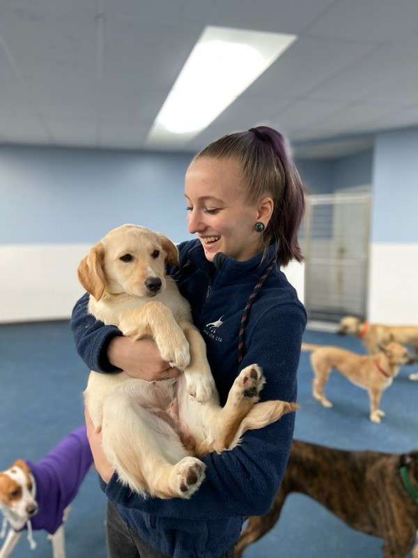 The Barking Dog – Derry | 210 Rockingham Rd, Derry, NH 03038, USA | Phone: (603) 346-4362