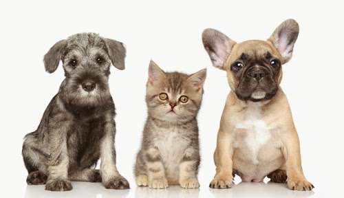 Paw Prints Pet Boutique | 2607 N Center St, Hickory, NC 28601, USA | Phone: (828) 324-7811