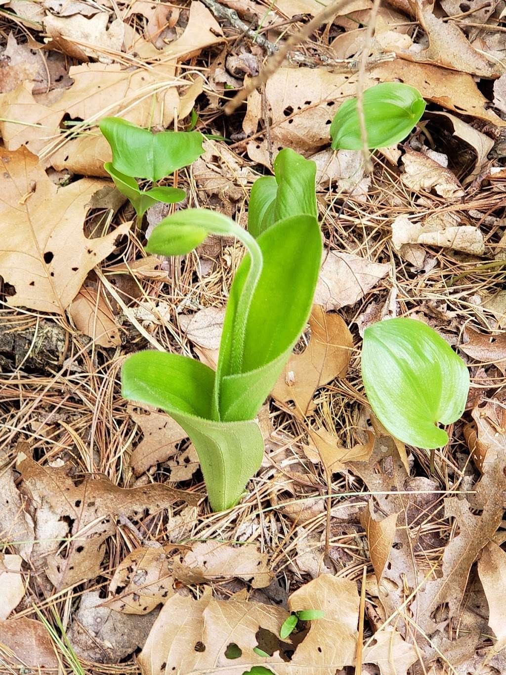 Wenakeening Woods Public Access | Highland St, Holliston, MA 01746, USA