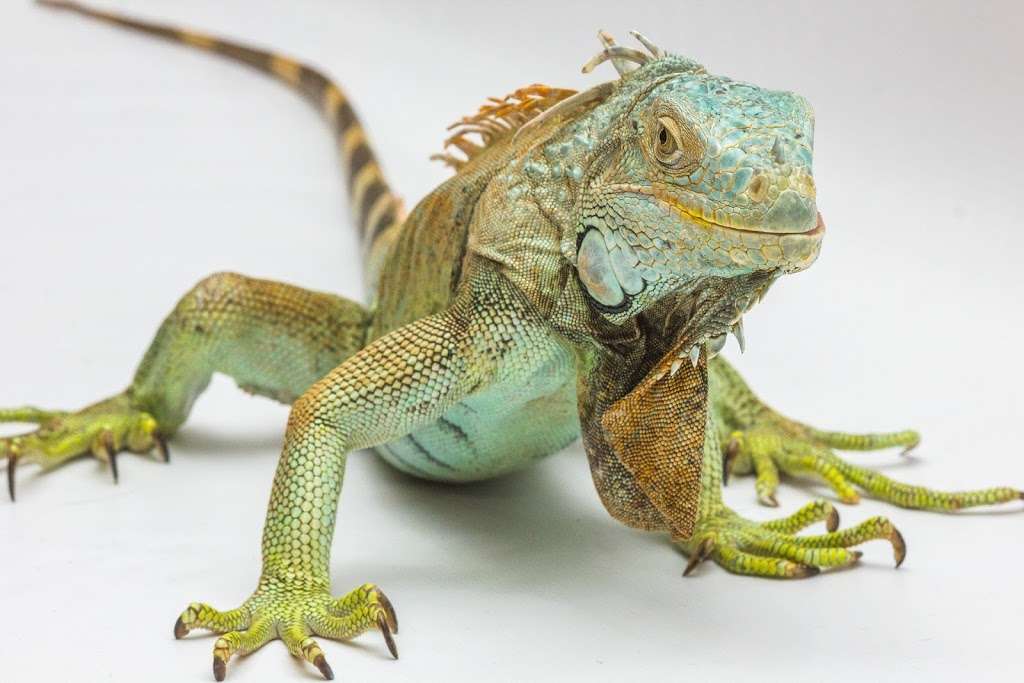 Everything Reptile | 1147 Smithbridge Rd, Chadds Ford, PA 19317 | Phone: (610) 459-9864