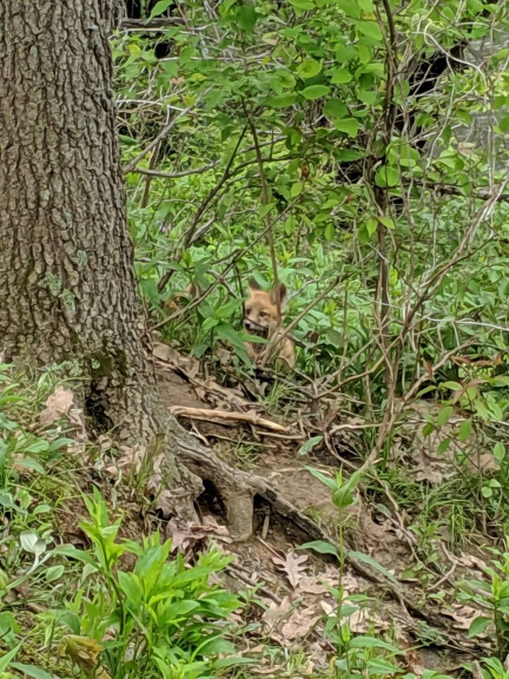 Merwin Nature Preserve | 25777 N 1925 East Rd, Lexington, IL 61753, USA