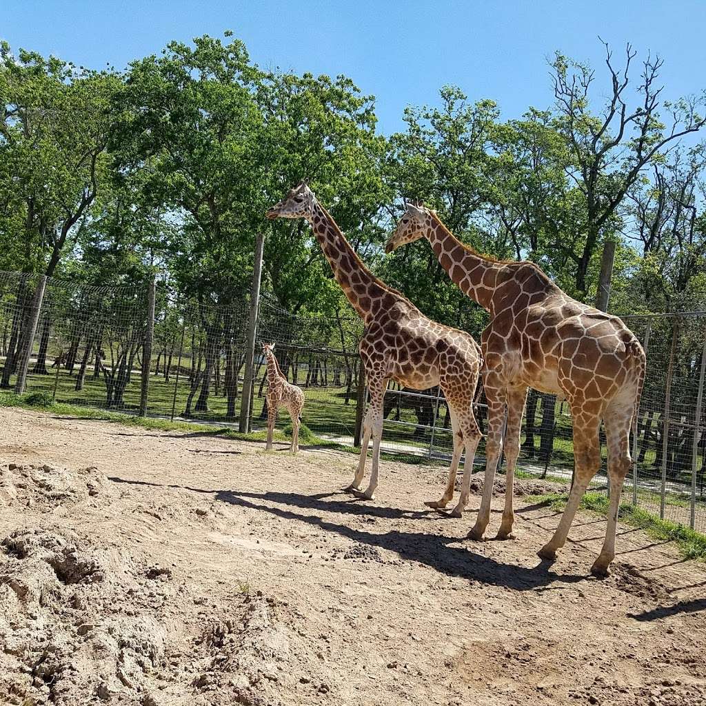Bayou Wildlife Zoo | 5050 FM517, Dickinson, TX 77539, USA | Phone: (281) 337-6376