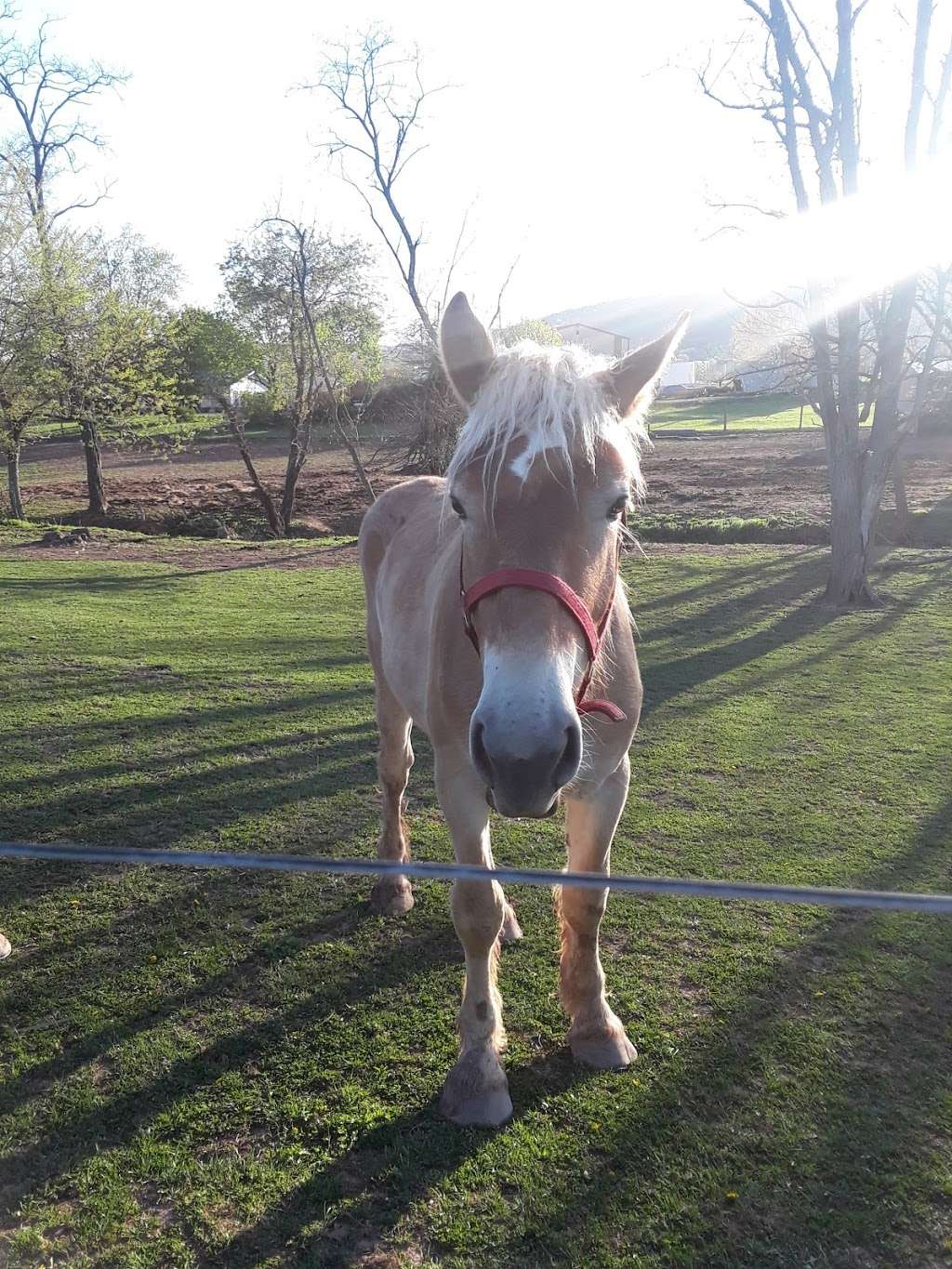 New Beginnings Horse Rescue and Sanctuary at Creekside Stables | 9912 Masser Rd, Frederick, MD 21702, USA | Phone: (301) 693-8457