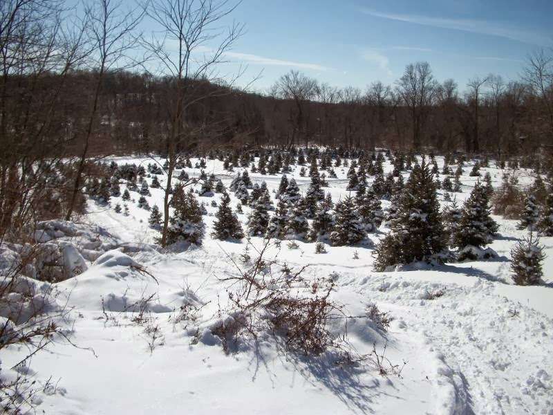 Three Kings Christmas Tree Farm | 117 Arneytown-Hornerstown Rd, Allentown, NJ 08501, USA | Phone: (609) 758-3097