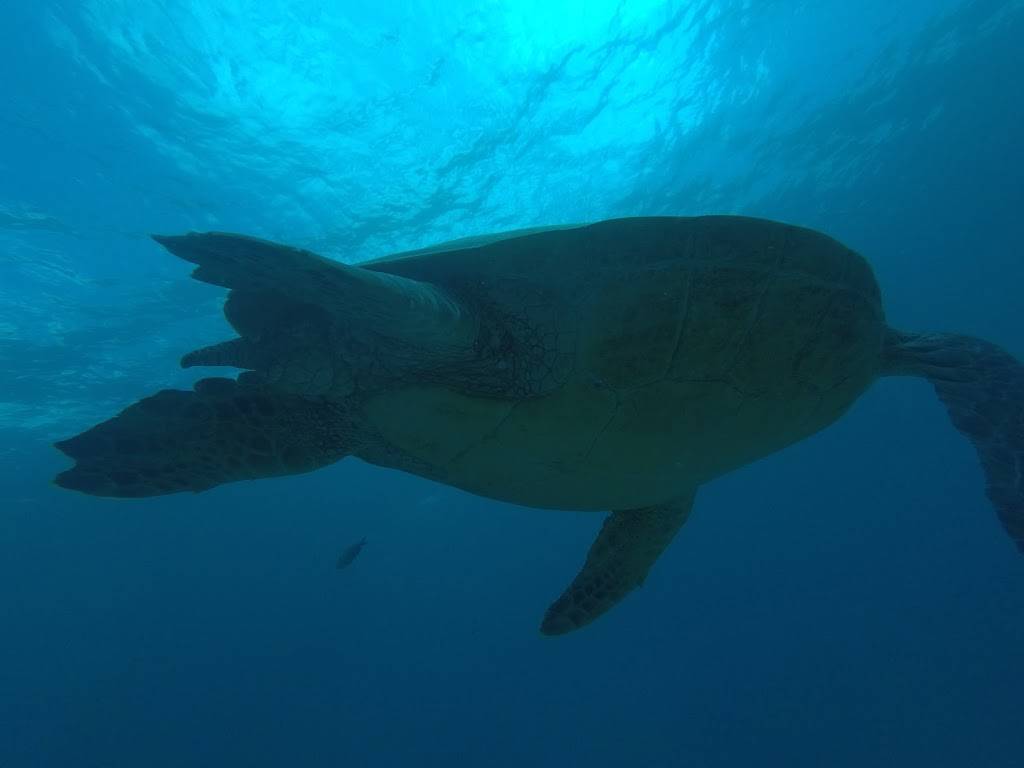 Oahu Scuba Tours | 1025 Ala Moana Blvd Pier A, Honolulu, HI 96814, USA | Phone: (808) 312-3096