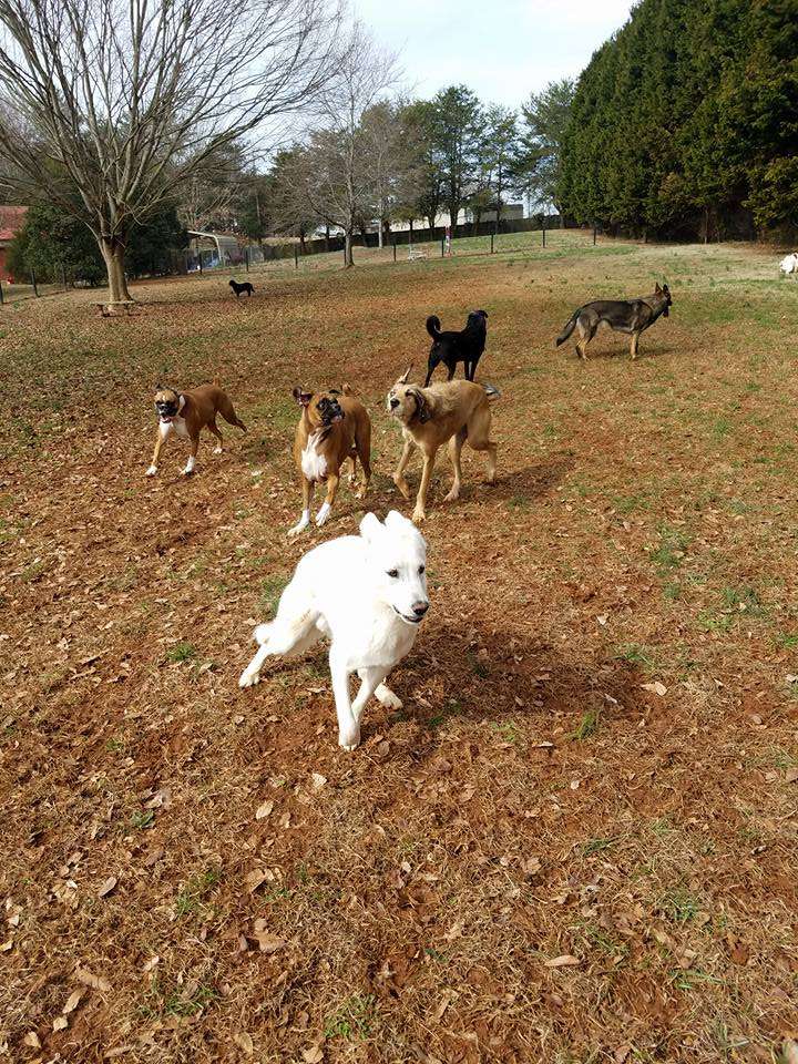 Dogwood Kennels and Cattery | 1348 Buffalo Shoals Rd, Catawba, NC 28609, USA | Phone: (828) 241-9799