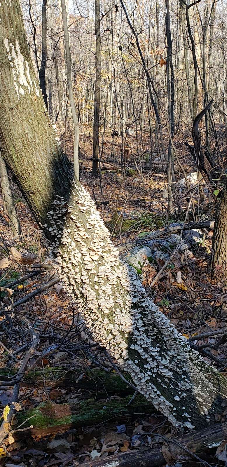 Welsh Mountain Nature Preserve | 601 Gault Rd, New Holland, PA 17557, USA | Phone: (717) 392-7891