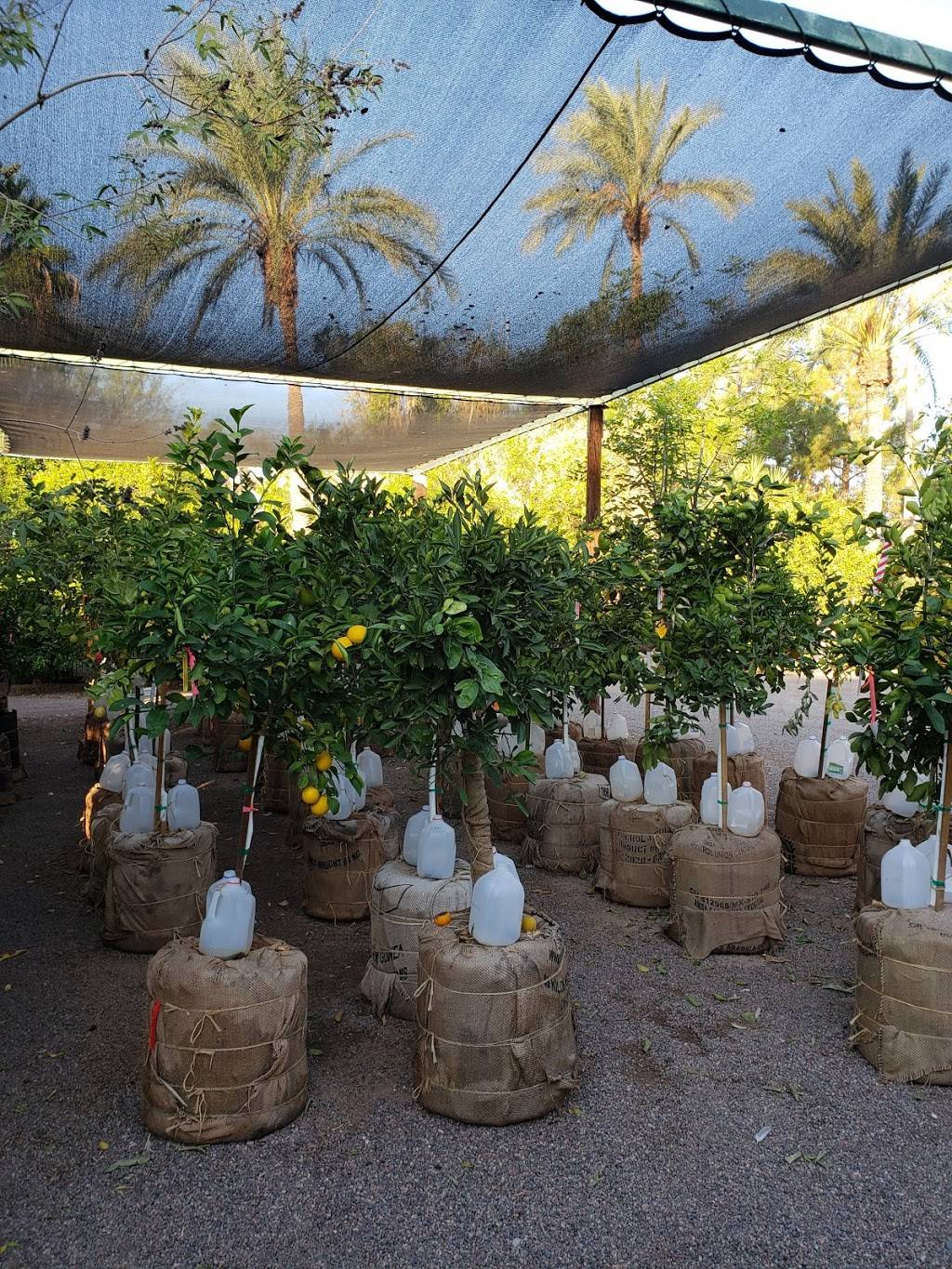 Greenfield Citrus Nursery, Inc. | 2558 E Lehi Rd, Mesa, AZ 85213, USA | Phone: (480) 830-8000