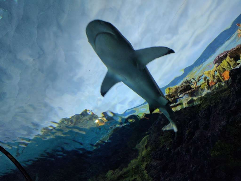Shark Encounter | San Diego, CA 92109, USA