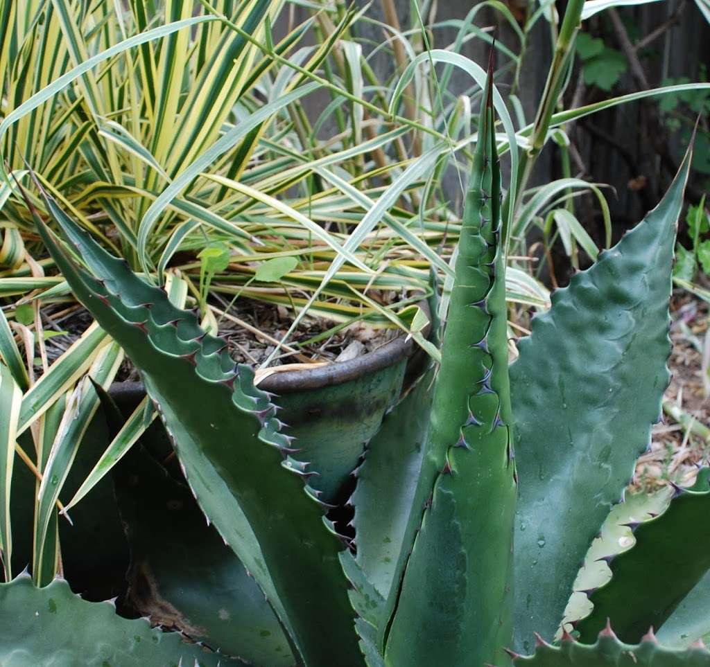 Peacock Horticultural Nursery | 4296 Gravenstein Hwy S, Sebastopol, CA 95472, USA | Phone: (707) 291-0547