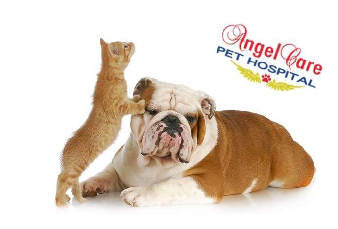 Angel Care Pet Hospital 33050 Antelope Rd 212 Murrieta Ca 92563 Usa