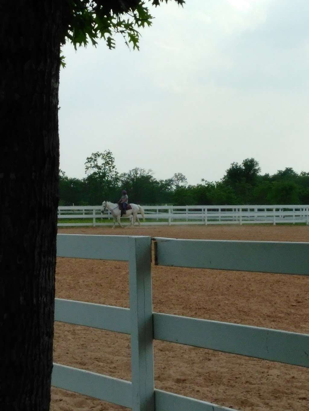 Lone Star Riding School | 20993-21105 FM 362, Waller, TX 77484, USA | Phone: (281) 684-0275