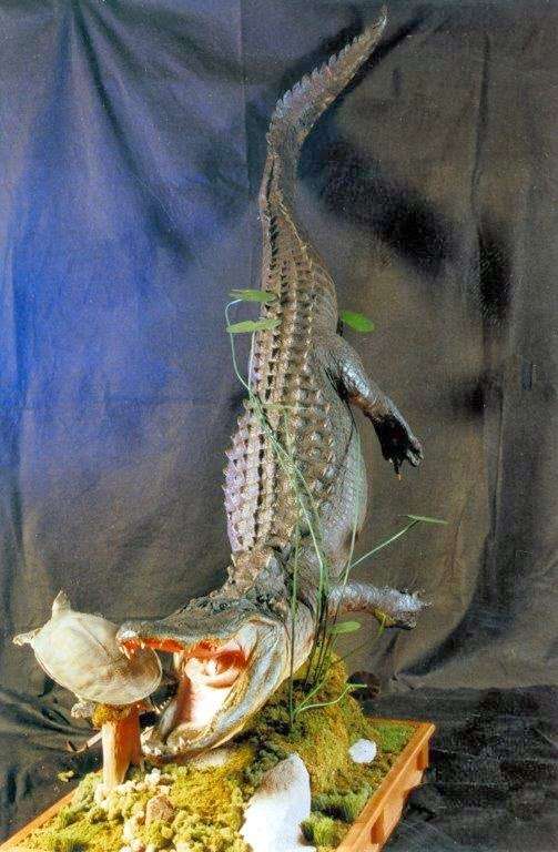 Creative Concepts Taxidermy | 7194 Montevideo Rd, Jessup, MD 20794, USA | Phone: (410) 799-1558