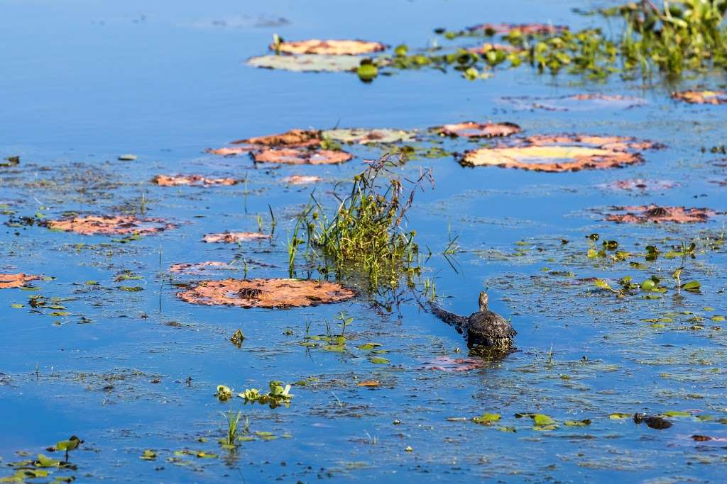 Brazos Bend State Park | 21901 FM 762 Rd, Needville, TX 77461, USA | Phone: (979) 553-5102